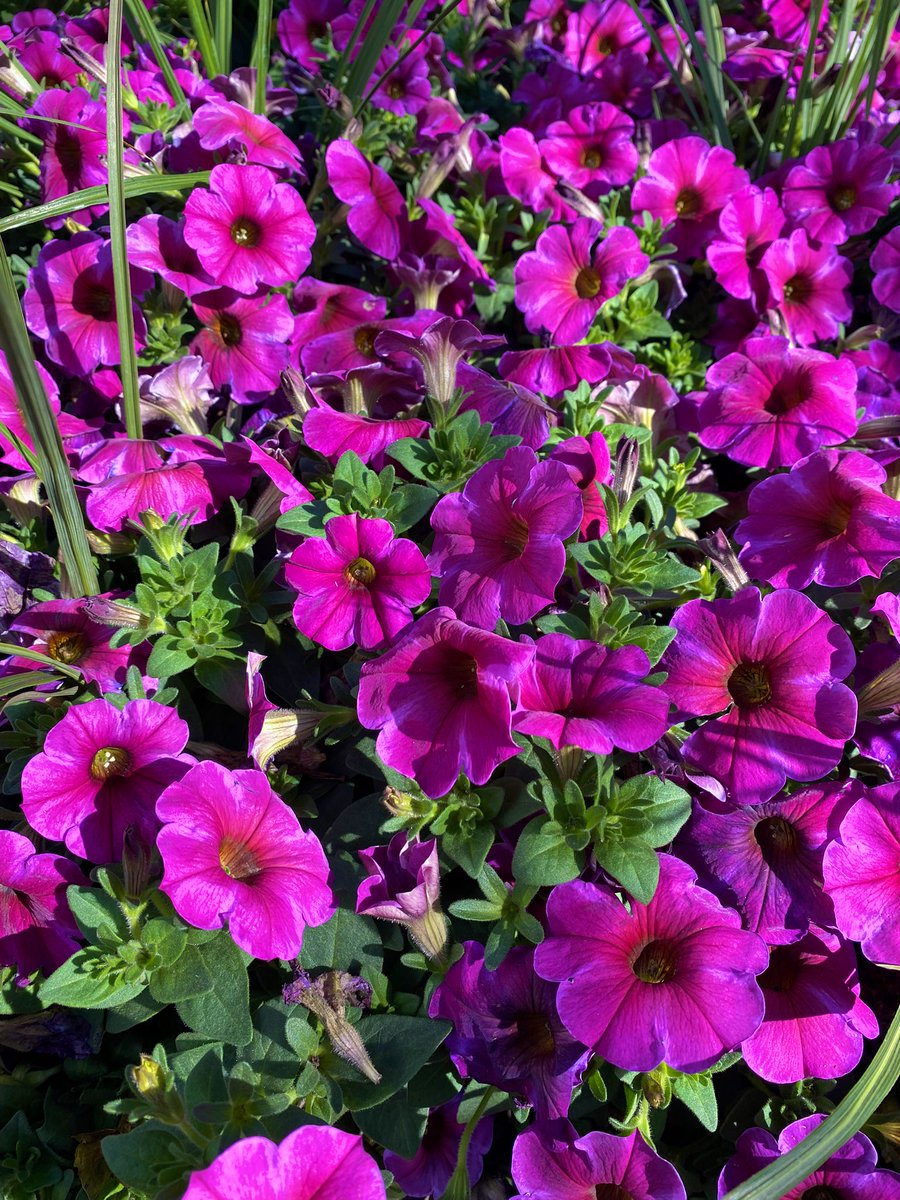 𝝇𝒊𝝉𝜾𝜶𝜾𝜾𝒊 ˚⊱🪷⊰˚ tweet media