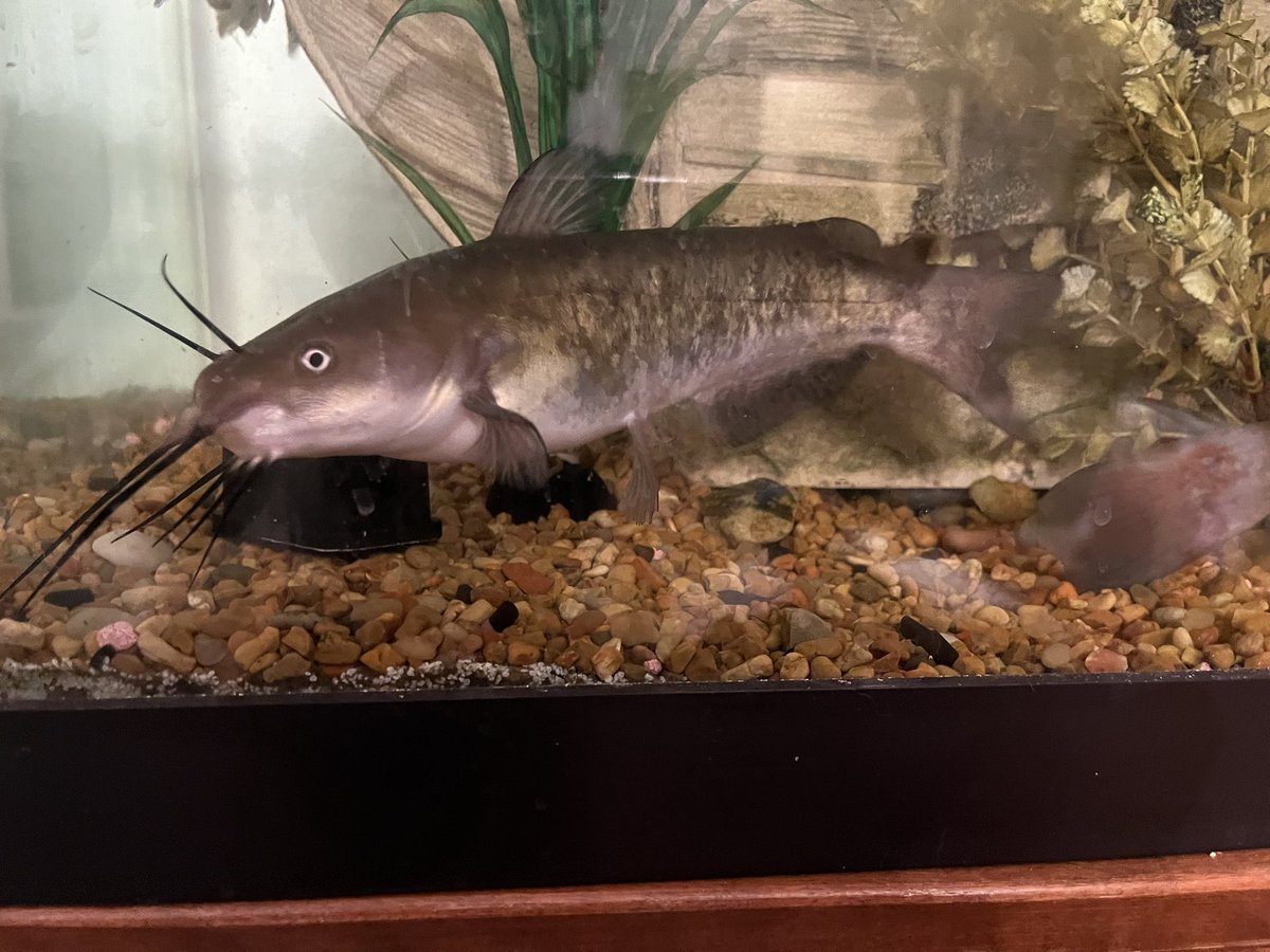 connectedots tweet media