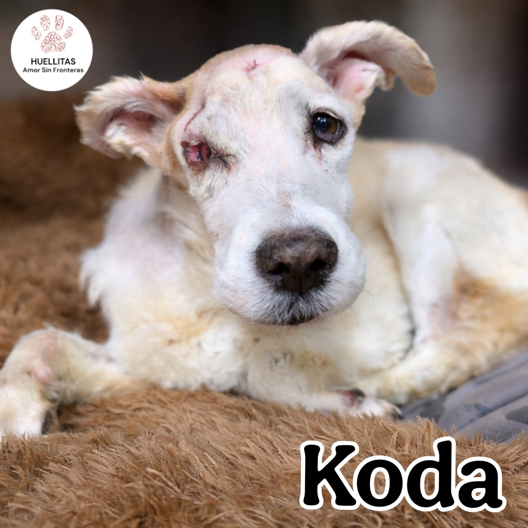 Huellitas amor sin fronteras tweet media