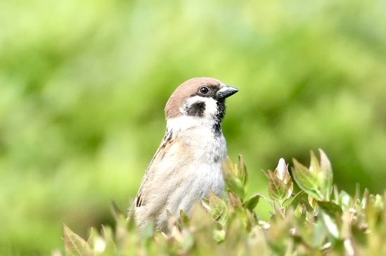 きんぐぺんちゃん tweet media