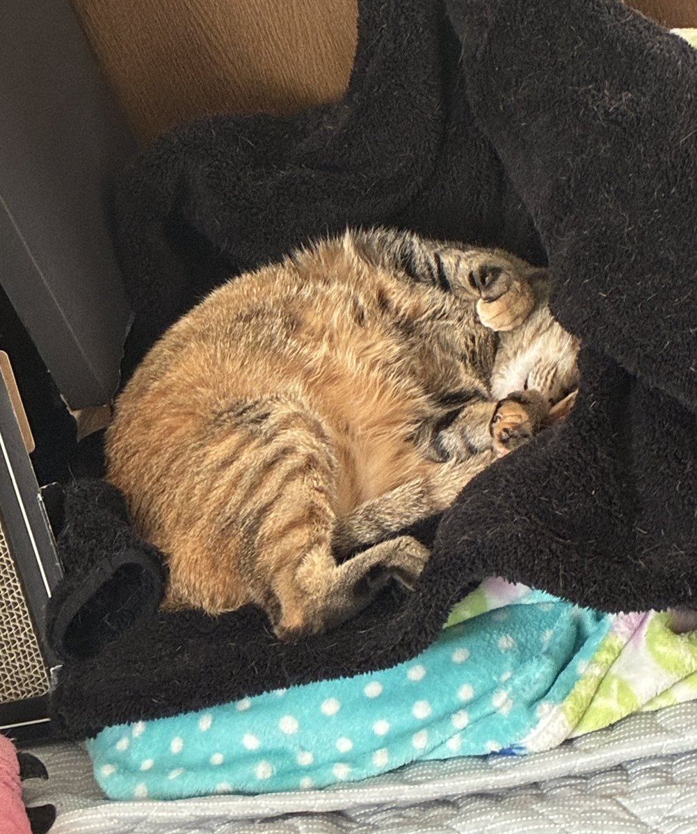 RYU_BSC@牛追い人 tweet media