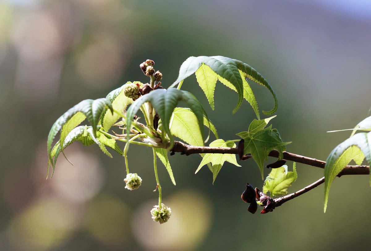 Romel  Romero ™ tweet media