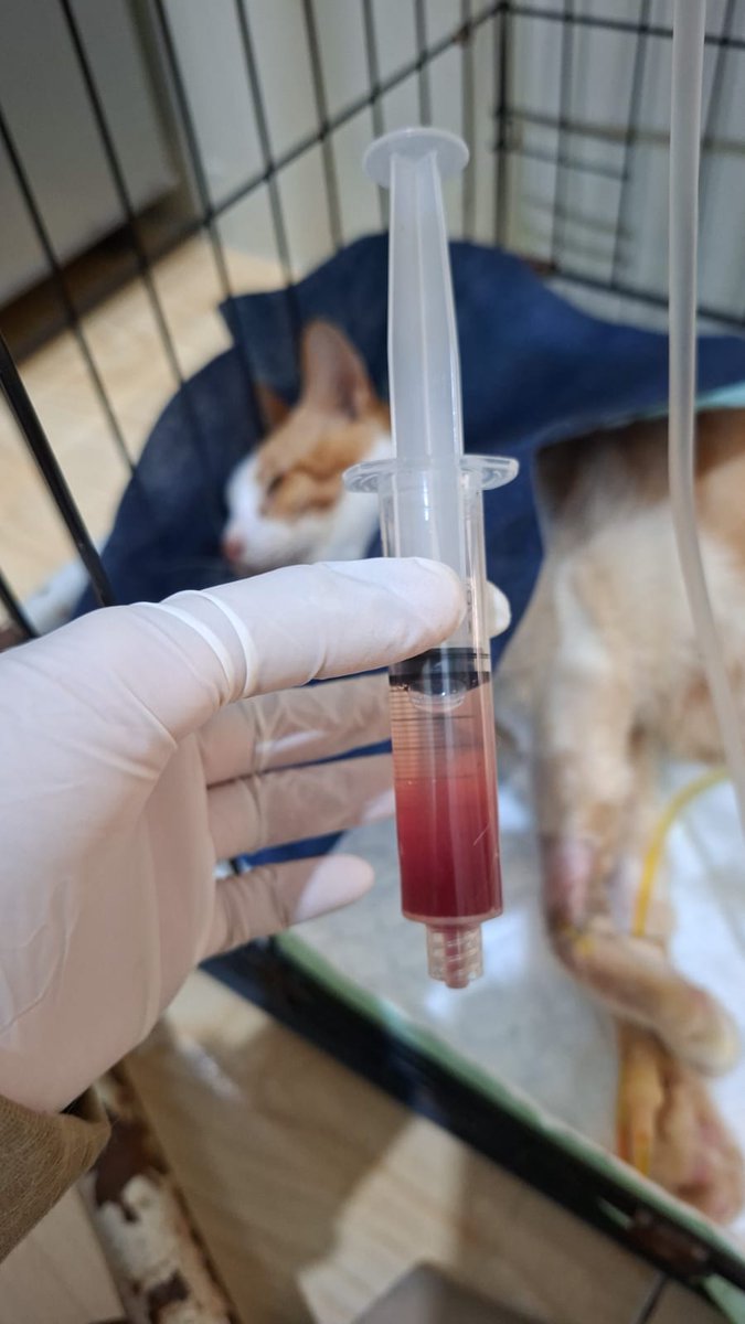 mayii ♡ URGENT COMMISSION APRIL tweet media