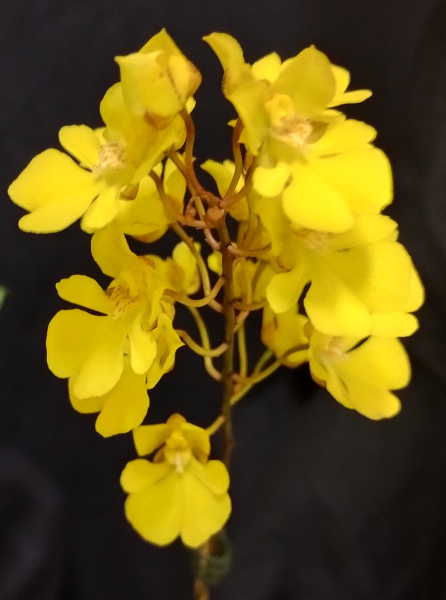 OrchidsWorldCom tweet media