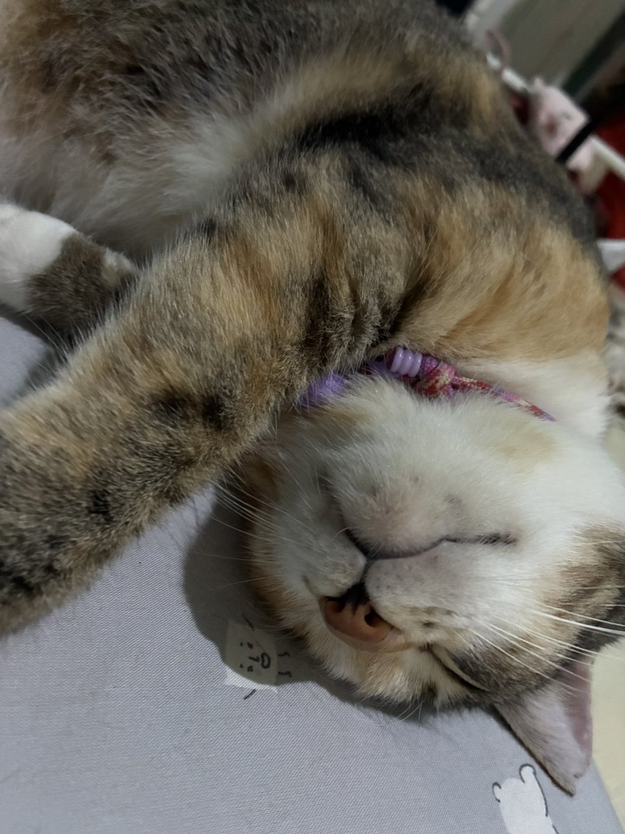 Momo and other cats 🐱 tweet media