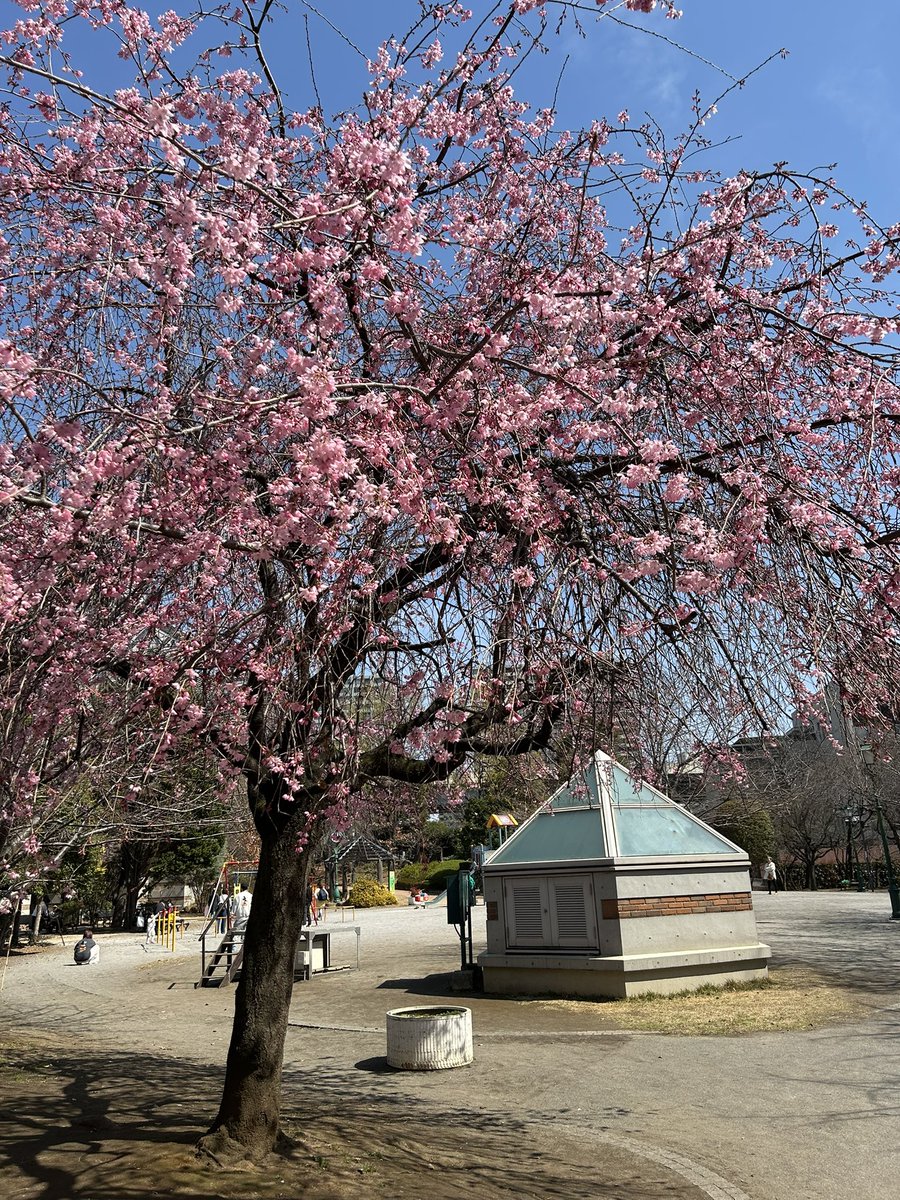 春だねぇ