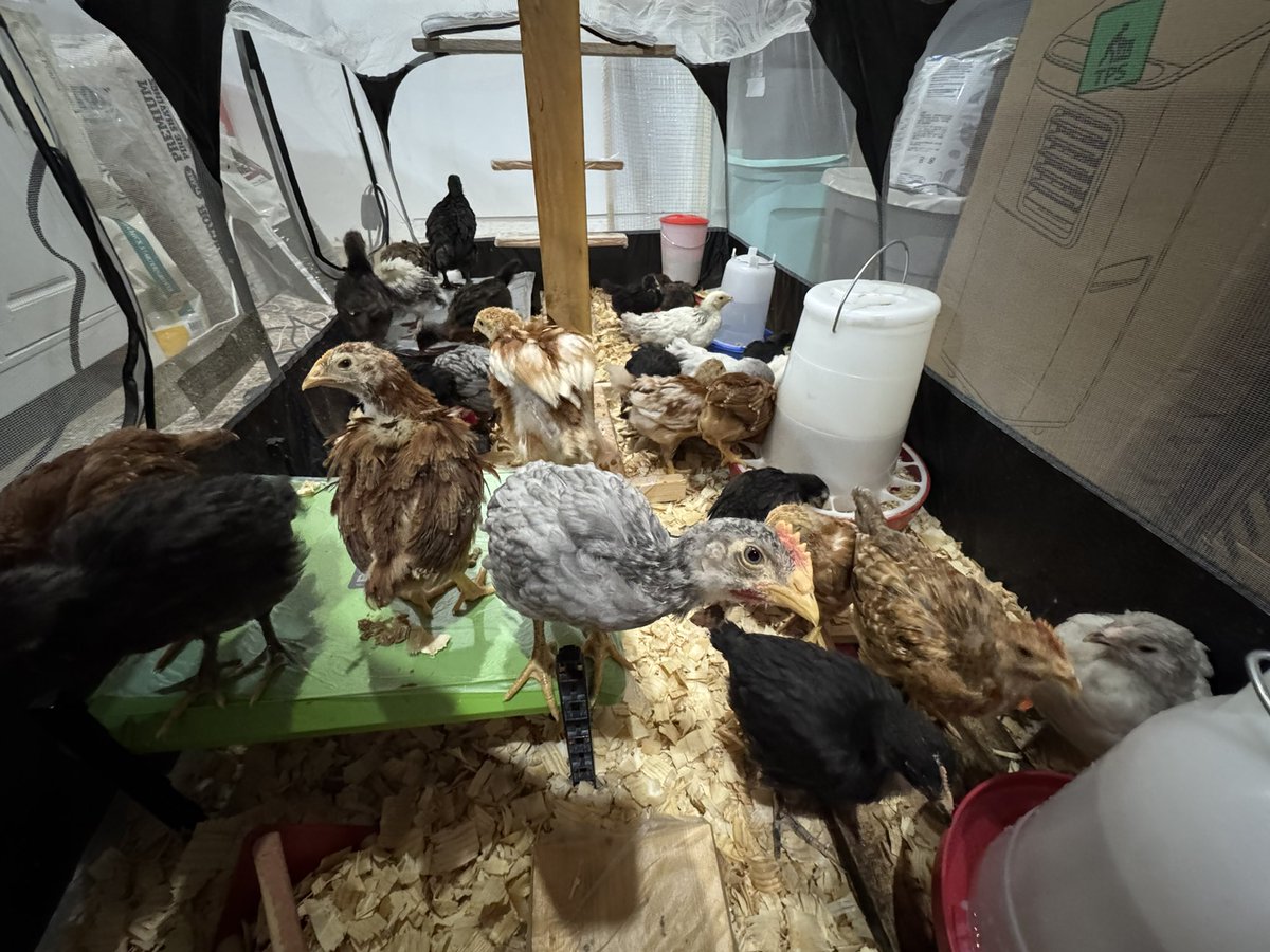 angryelderjay's tweet image. #Chickens week 5 🐓🐥 #homestead #newyork