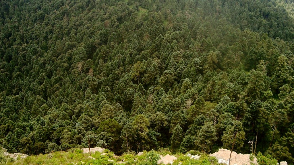 Biodiversidad de Guanajuato 🐸 tweet media