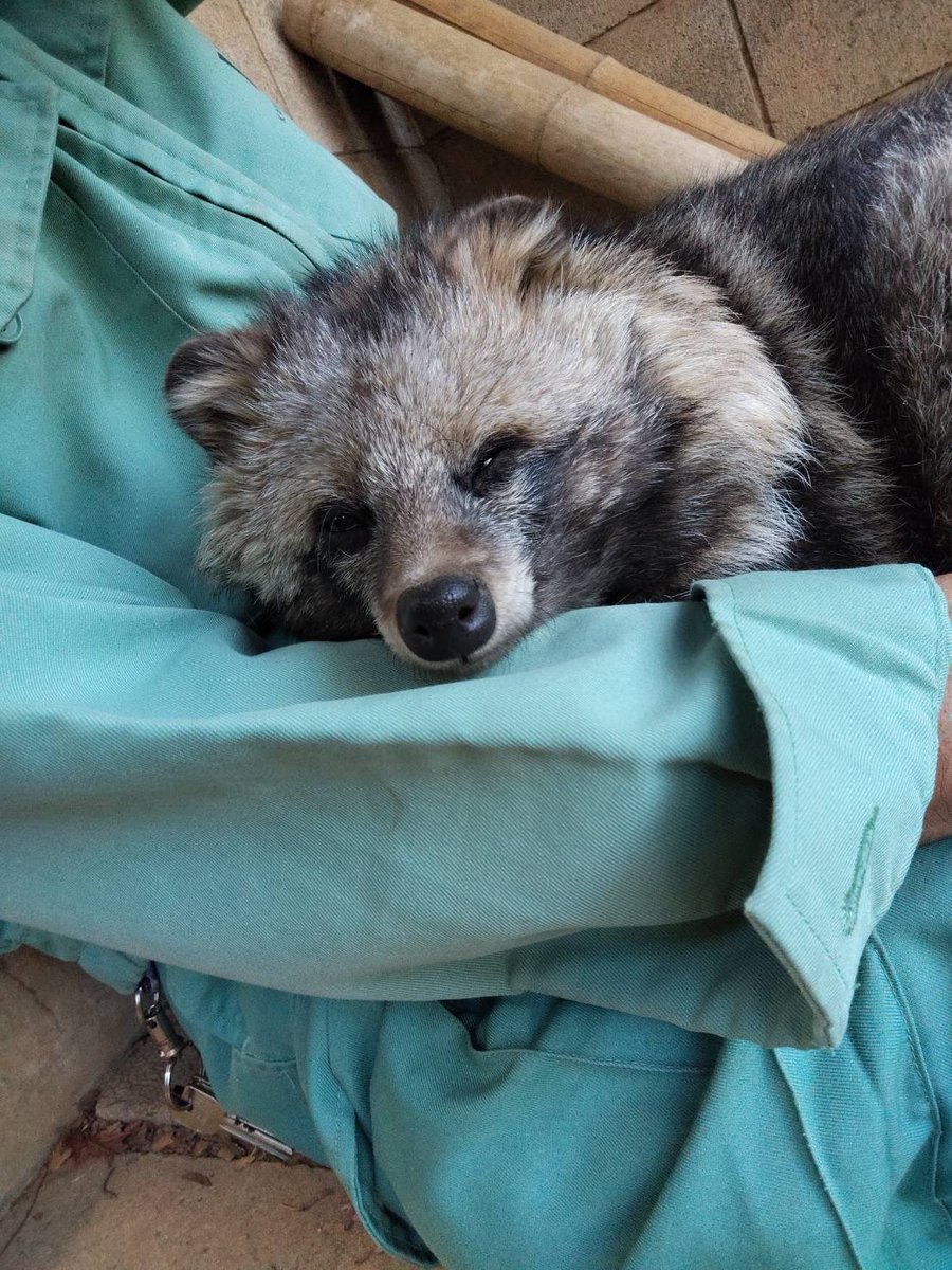 【公式】川崎市夢見ヶ崎動物公園 tweet media