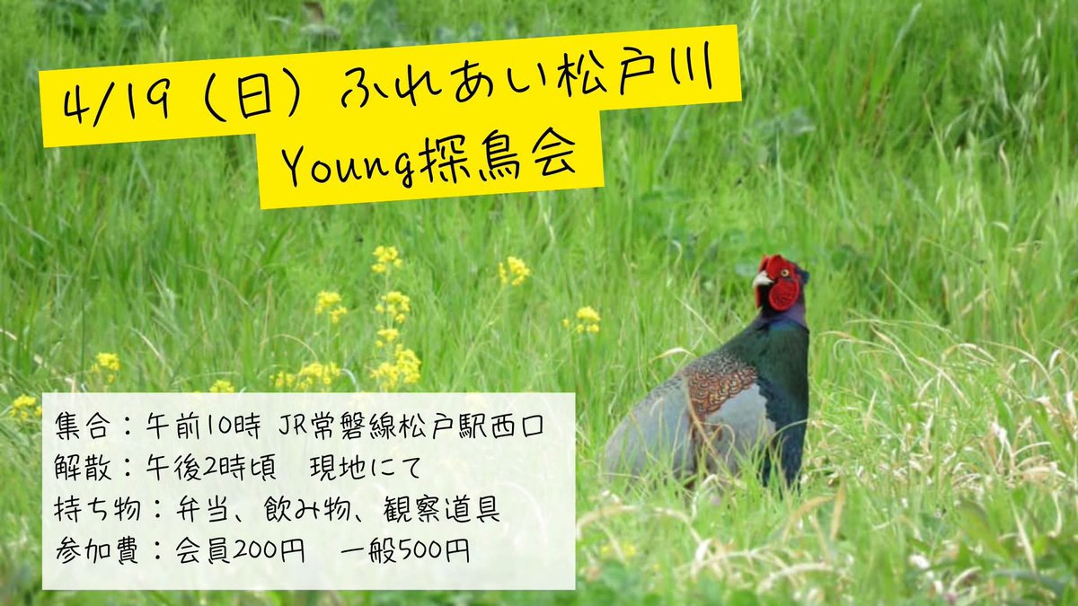 日本野鳥の会東京@ 4/19ふれあい松戸川ヤン探5/16高尾ヤン探 tweet media