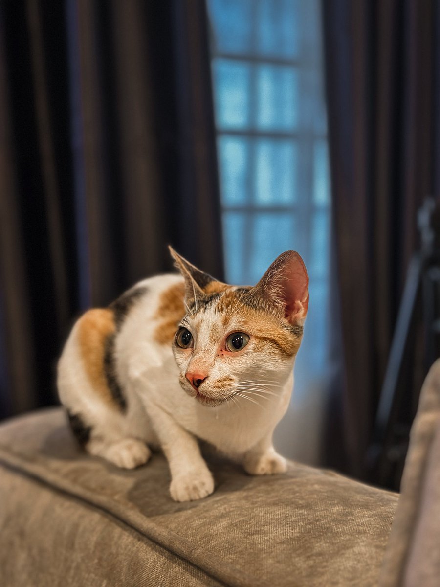 CHIKABADU 🫧 tweet media