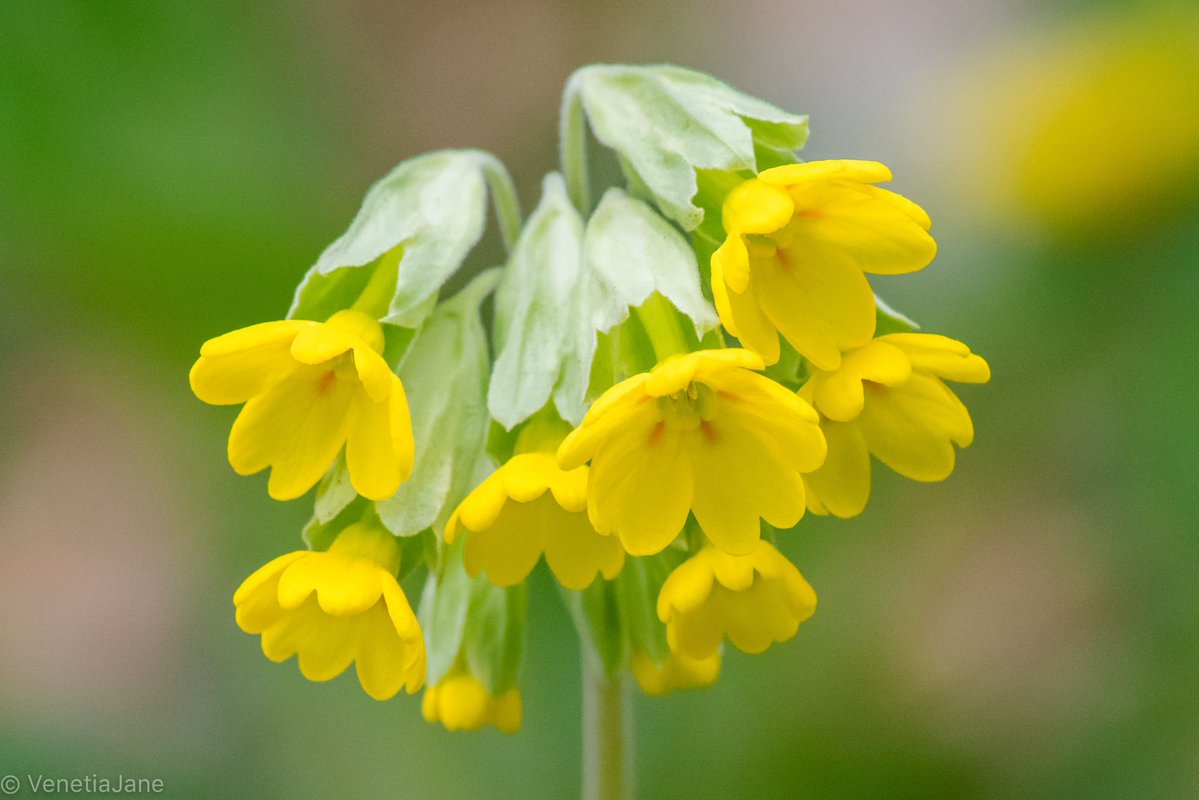 VenetiaJane's Garden tweet media