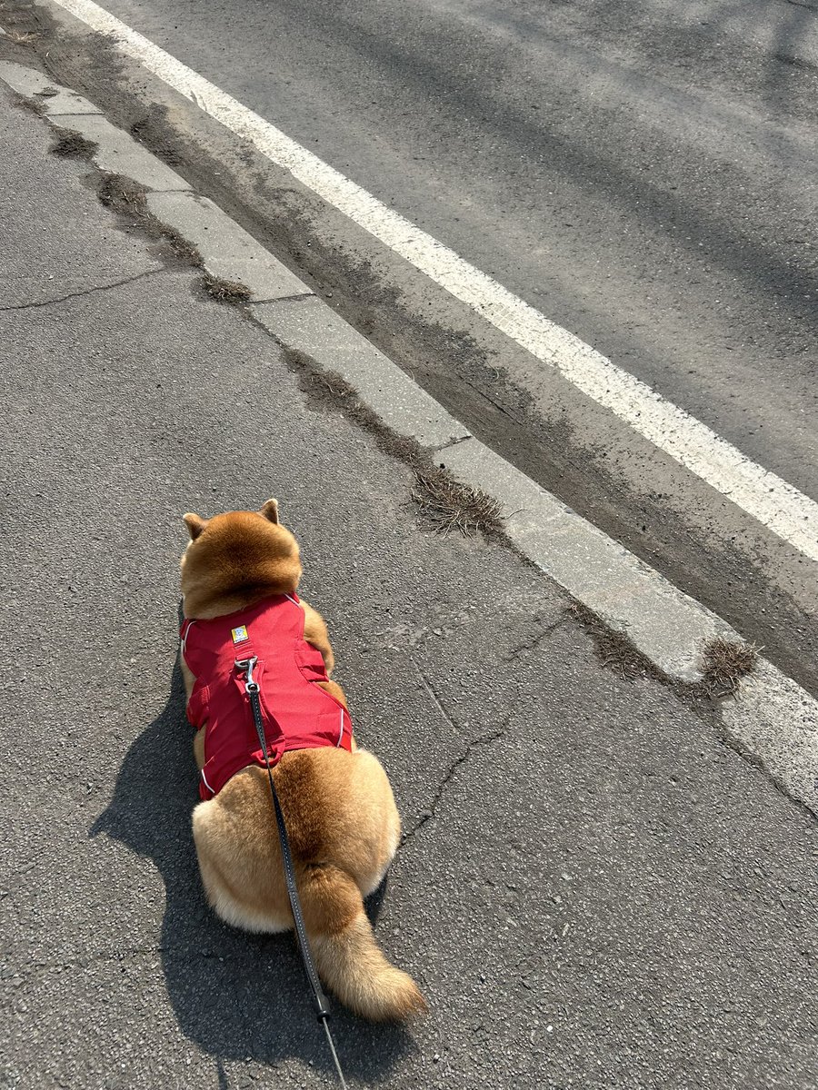 ❄︎赤柴いち❄︎ tweet media