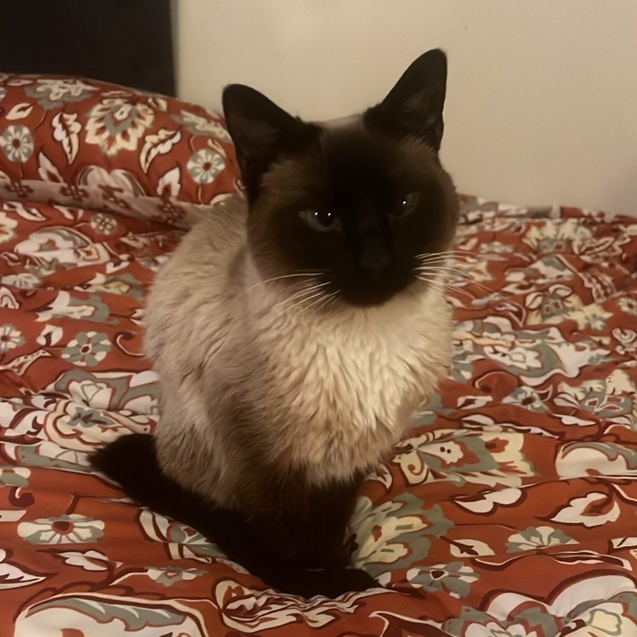 🌈🍀walkup kitties tweet media