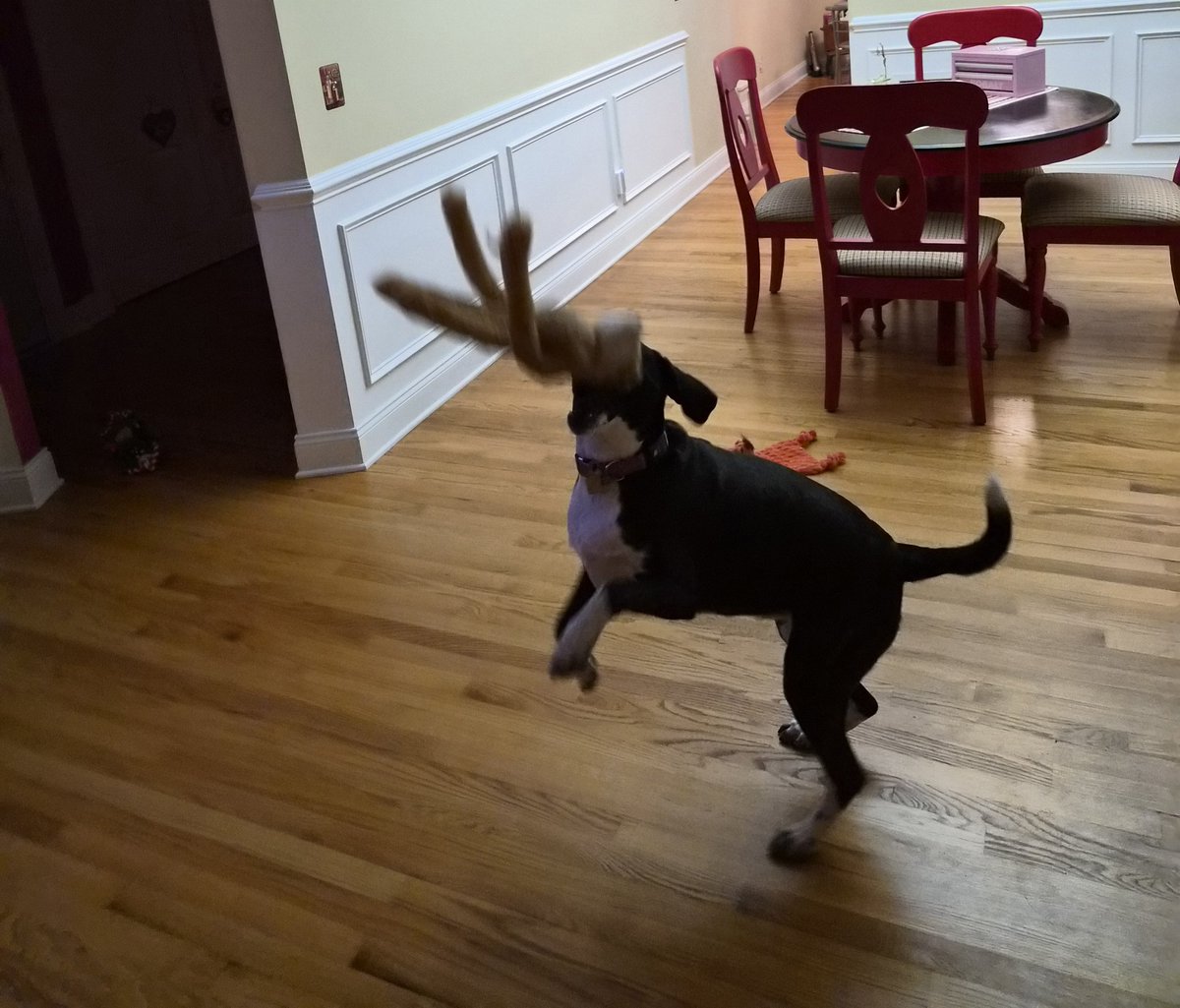 Winnie & Grover T. Dog 🐶❤️💫🌈 tweet media