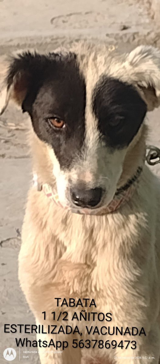 Horacio Villalobos tweet media