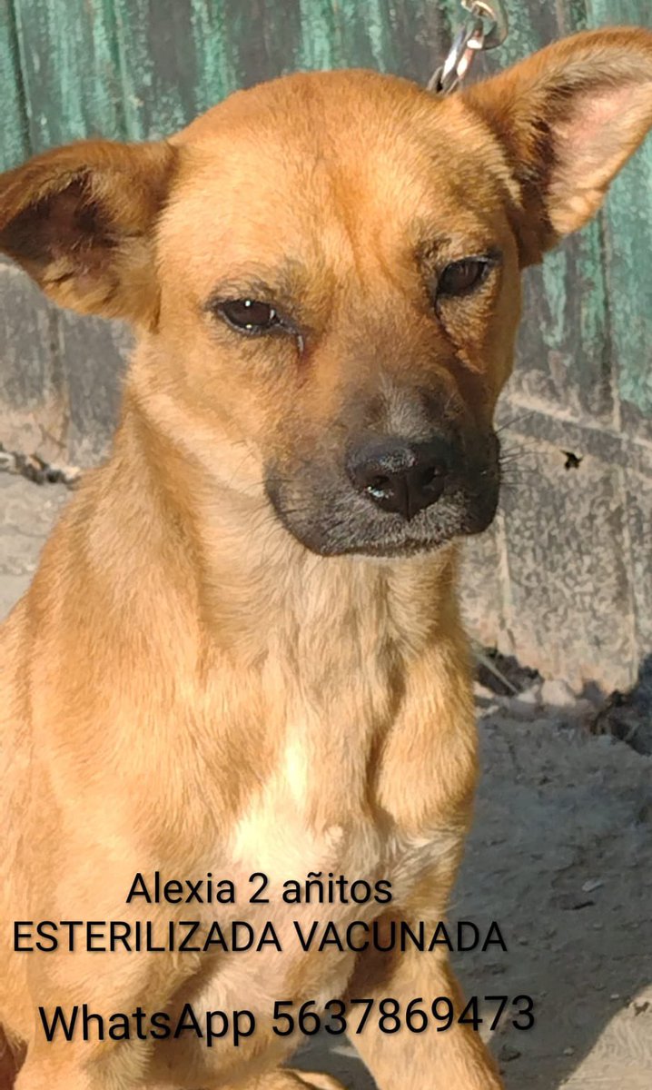 Horacio Villalobos tweet media