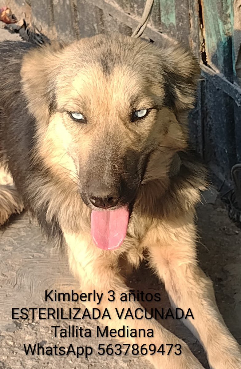 Horacio Villalobos tweet media