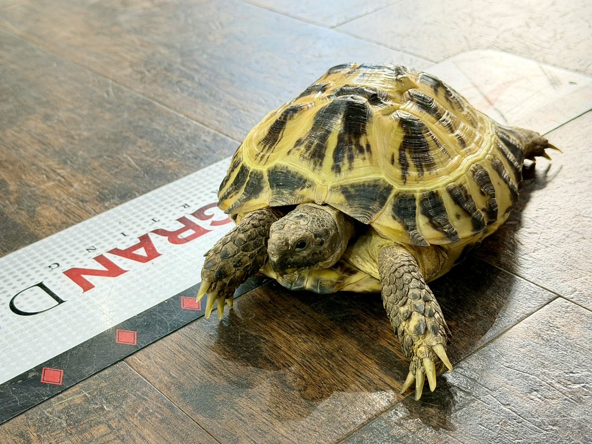 爬虫類SHOP Clutch-Mate 小田原 tweet media