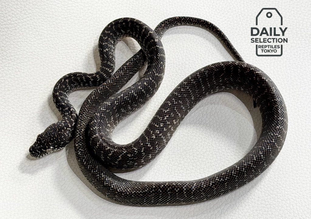 爬虫類SHOP Clutch-Mate 小田原 tweet media