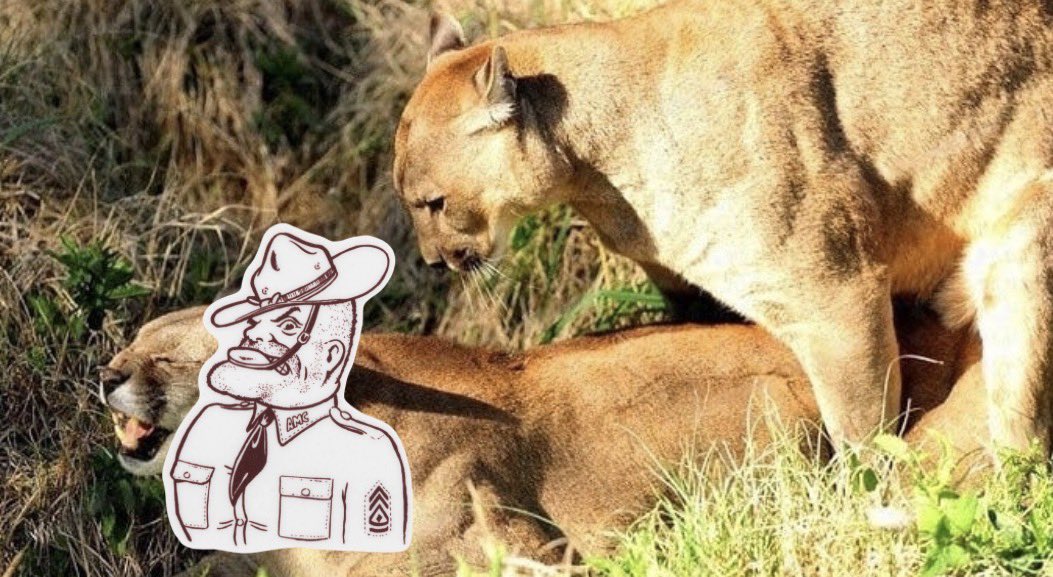 i love houston athletics tweet media