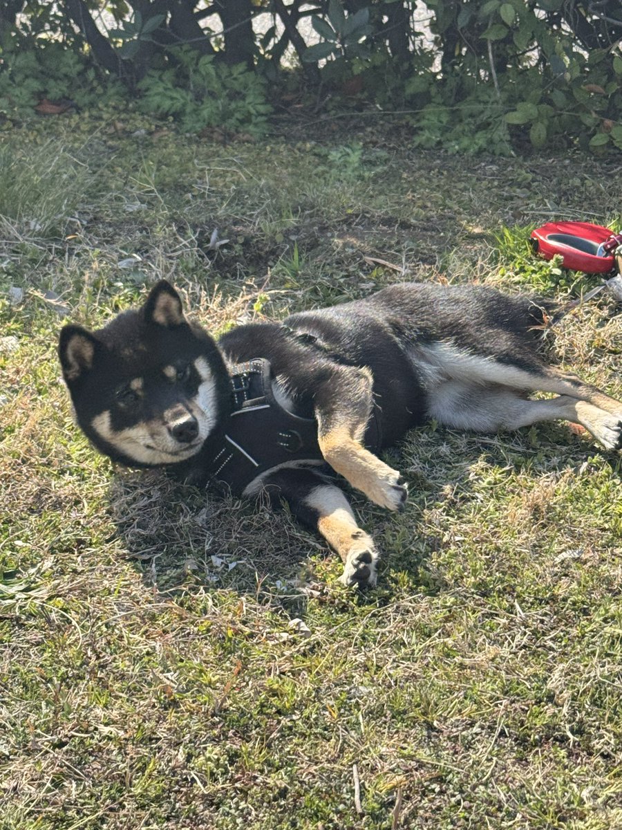 willow202510's tweet photo. 柴犬を連れて初めてのキャンプ🏕️
楽しんでくれてよかった😊
#柴犬 #キャンプ #就労支援 https://t.co/iMY80EO3ZS