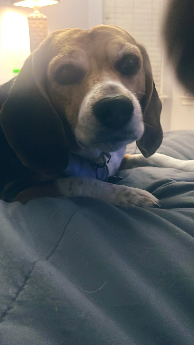 Bella, Mags , Brie and 🌈Bentley 🐞🐞 tweet media