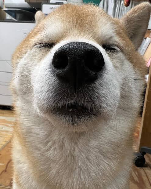 ゴダン tweet media