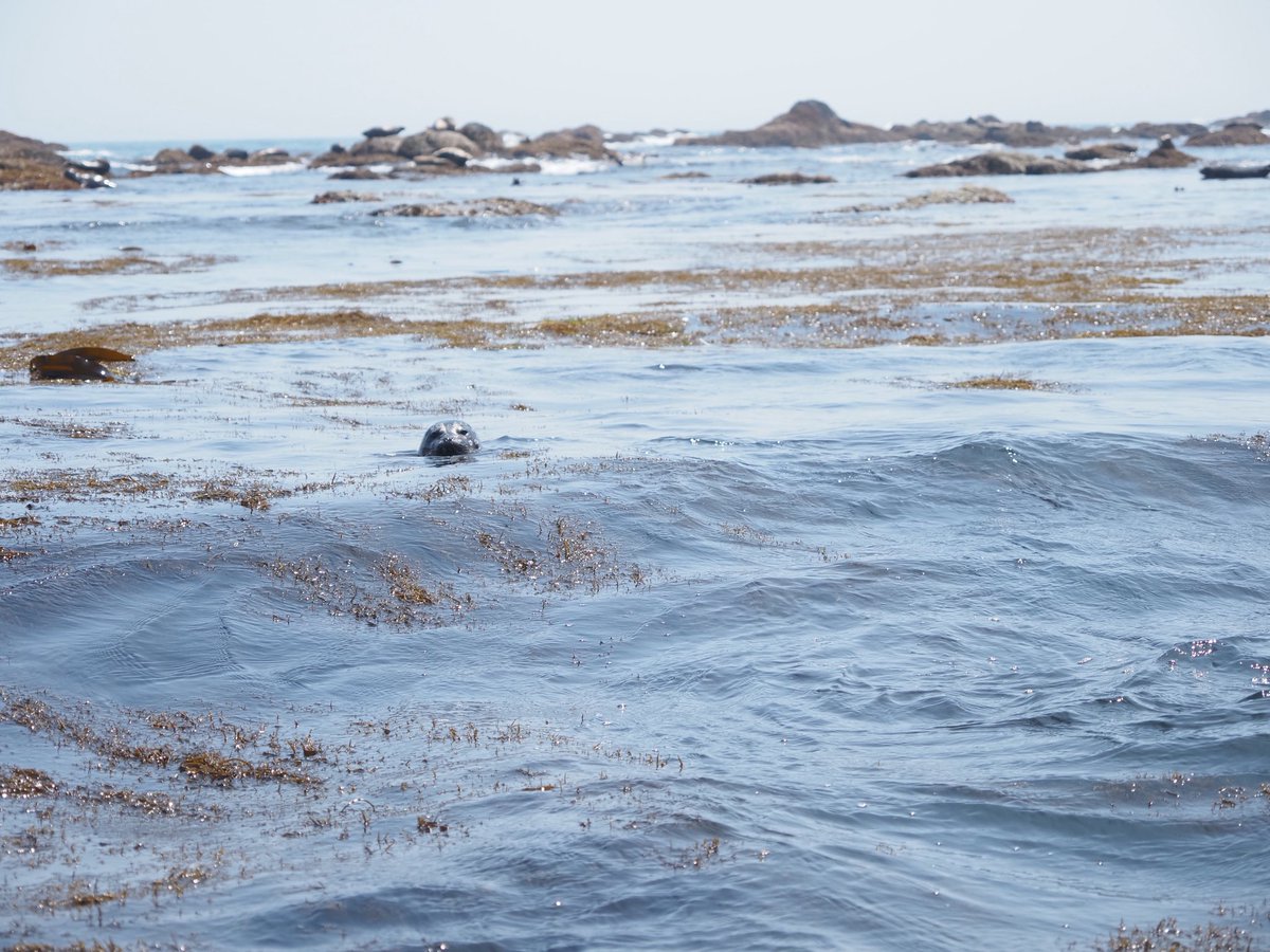 札幌市円山動物園（公式） tweet media