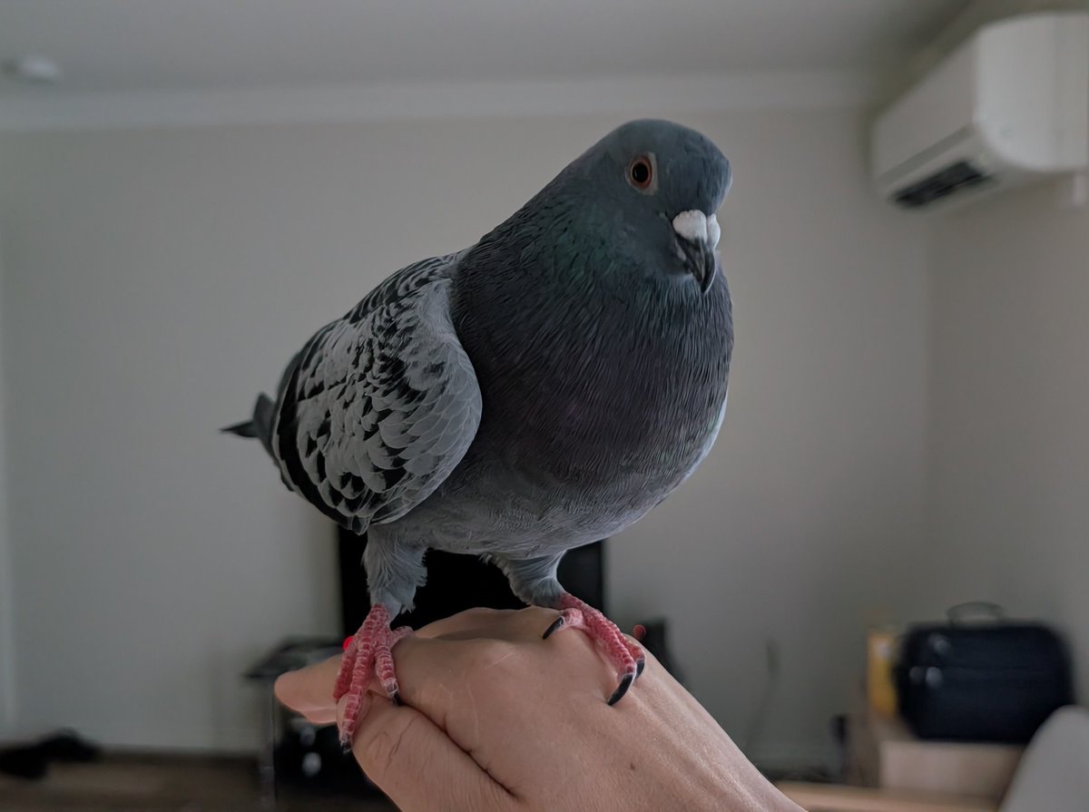 alexandra 🕊️ 🦖 tweet media