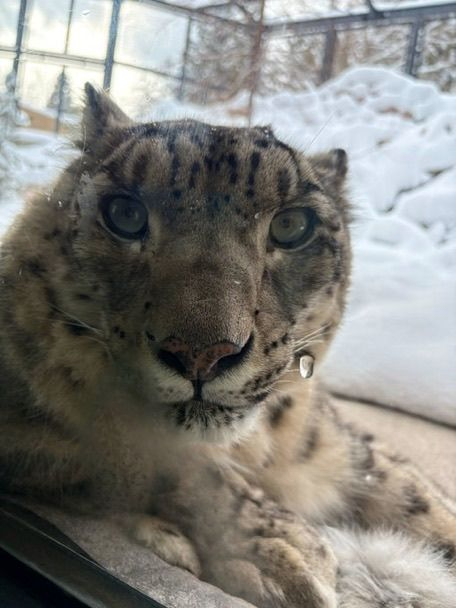 That One Snep tweet media