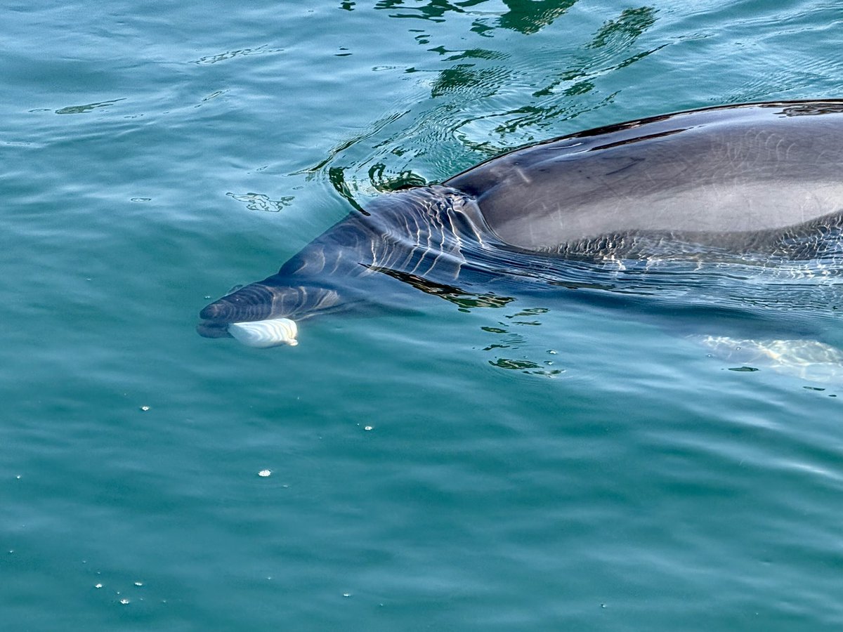 はみ🌙2026/3 愚伝再演 tweet media