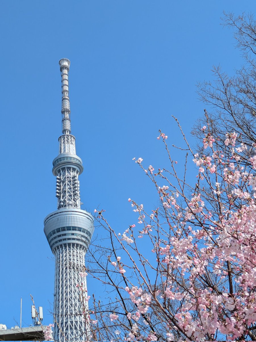 3月半ばから夫の赴任先で
過ごしています。

隅田公園でのんびり🌸
多分今日もどこかの公園。