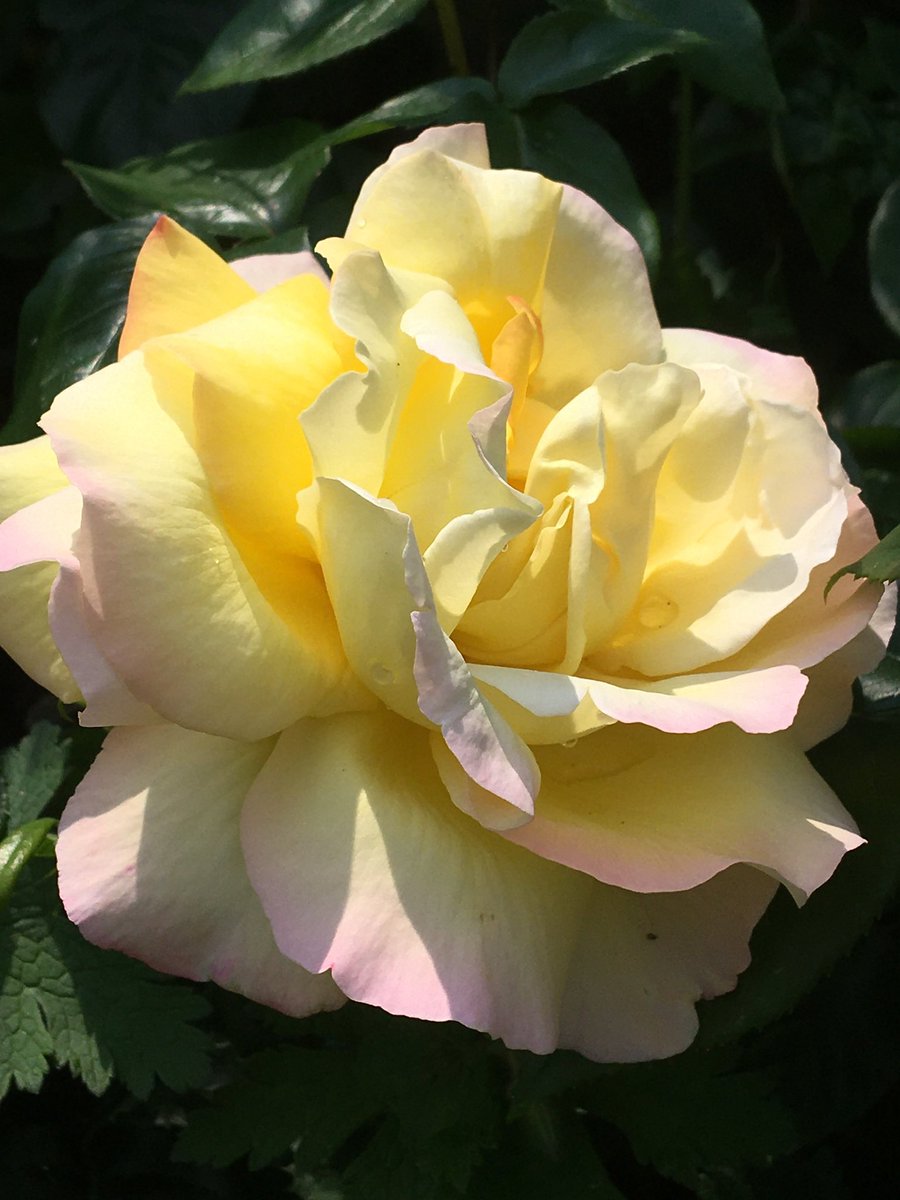 Treceve Mesie tweet media