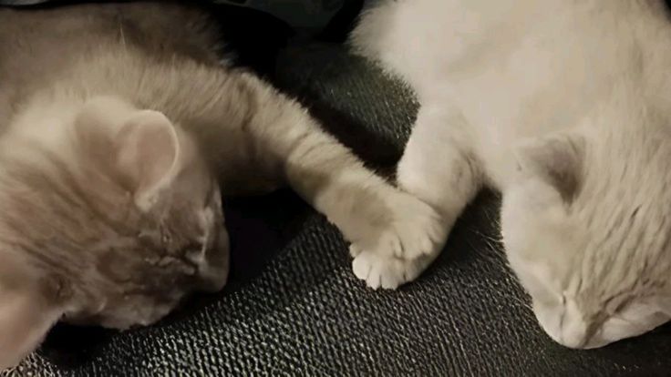 kuno (@assassinei) on Twitter photo 