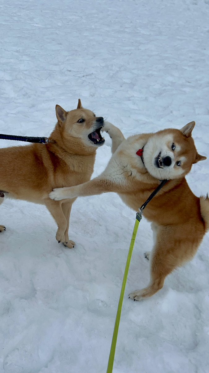 pp1-64ps tweet media