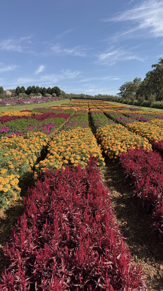 Krista 🌸✨ tweet media