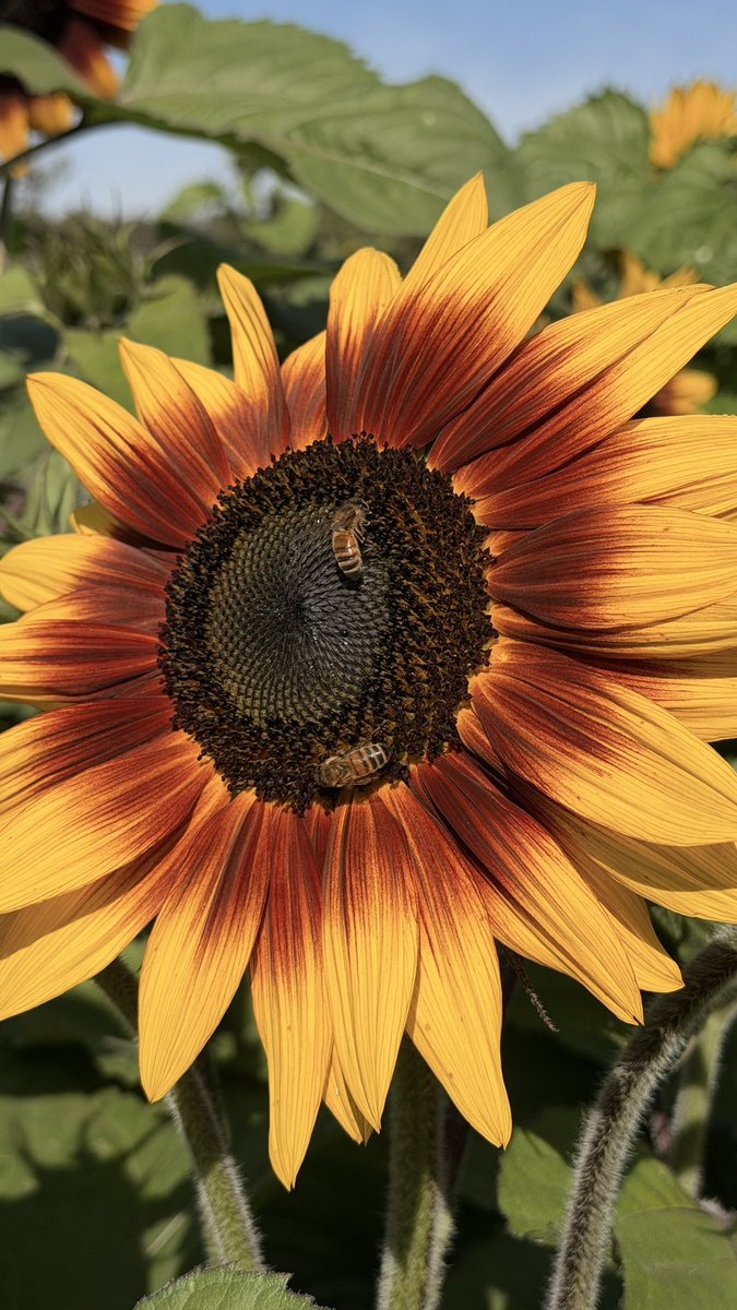 Krista 🌸✨ tweet media