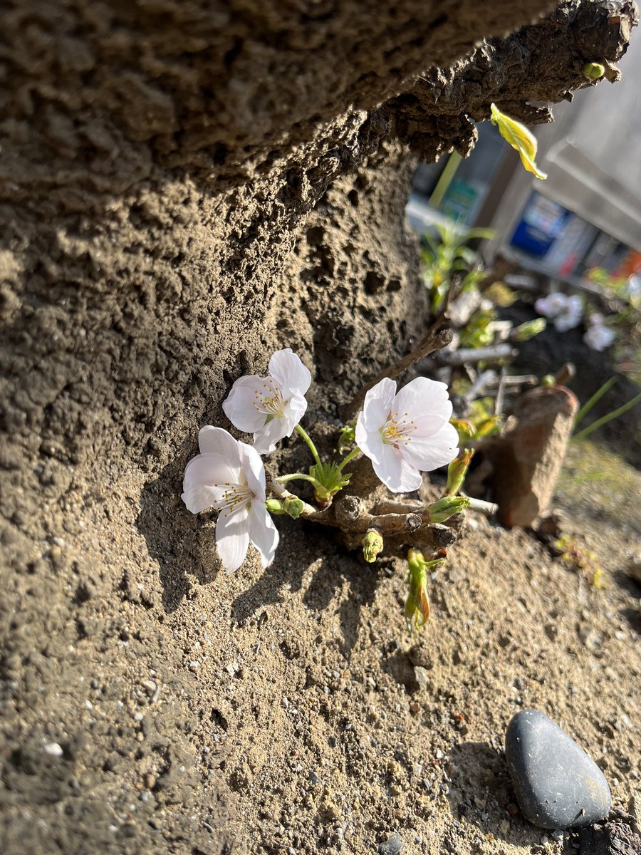 小さい春🌸