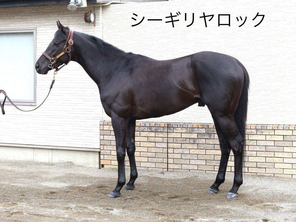 田中博康厩舎【公式】 tweet media