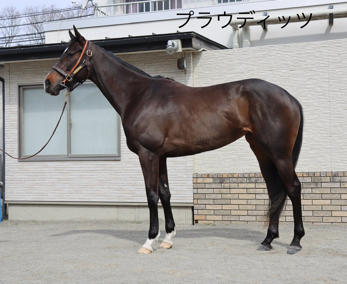 田中博康厩舎【公式】 tweet media