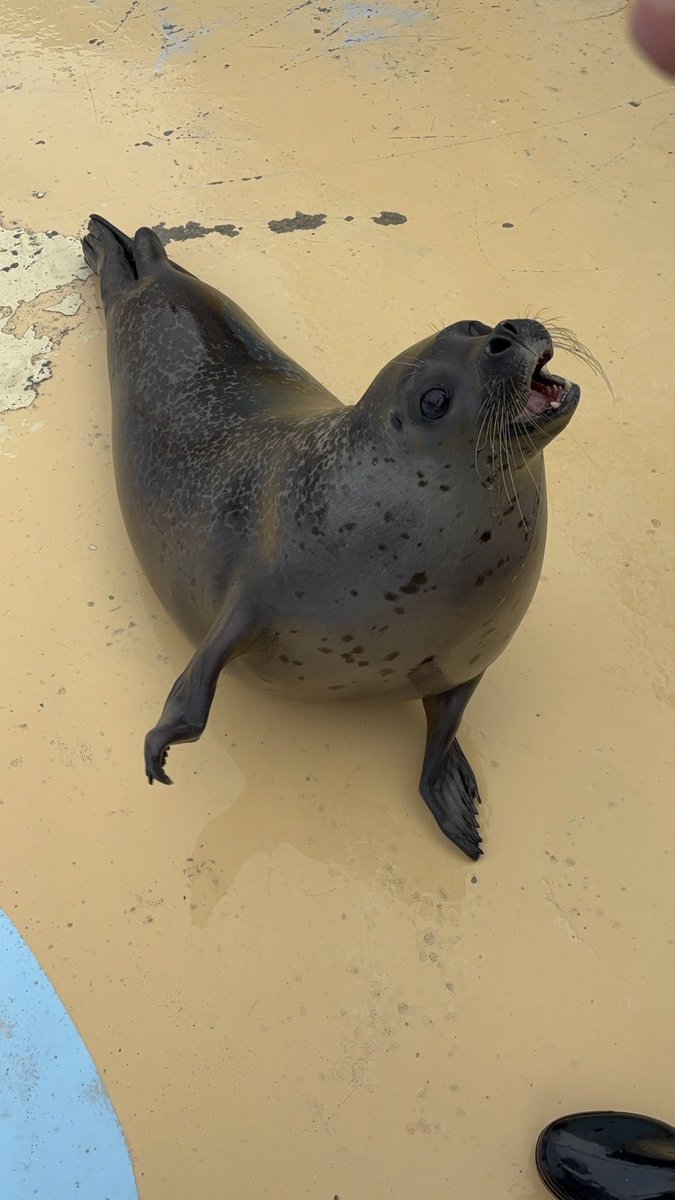 東武動物公園【公式】リュウくん tweet media