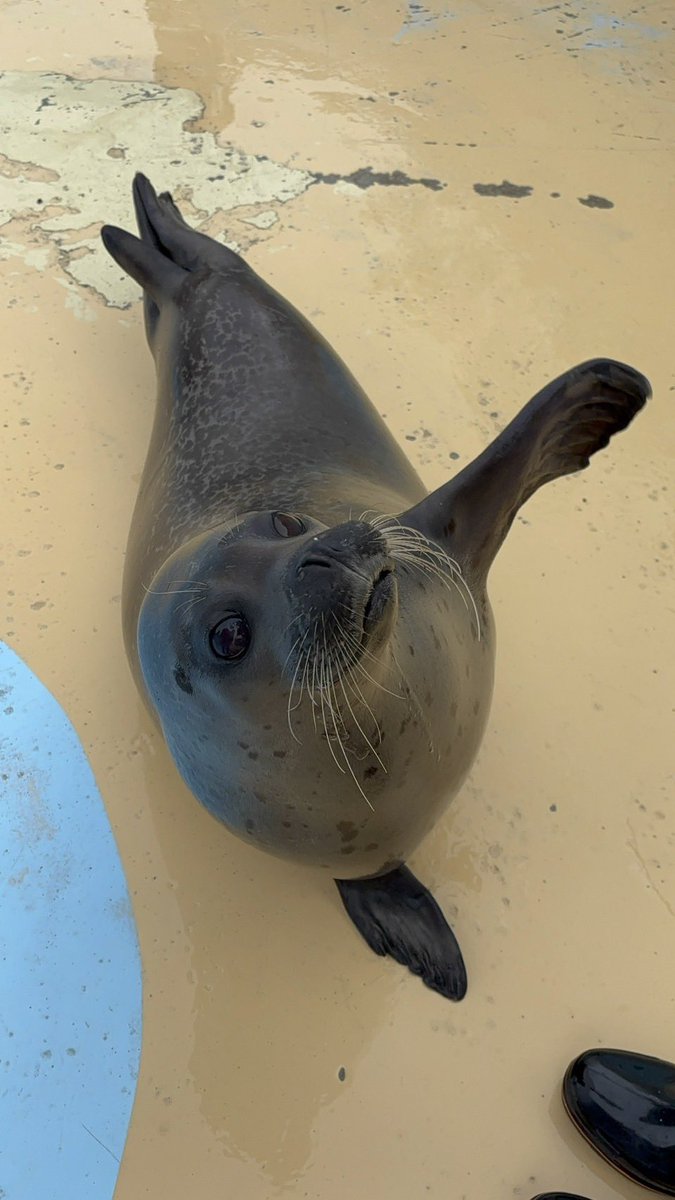 東武動物公園【公式】リュウくん tweet media
