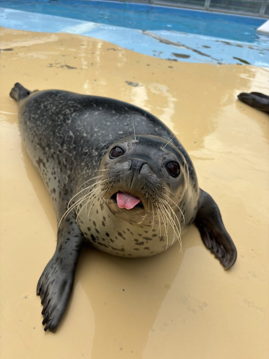 東武動物公園【公式】リュウくん tweet media