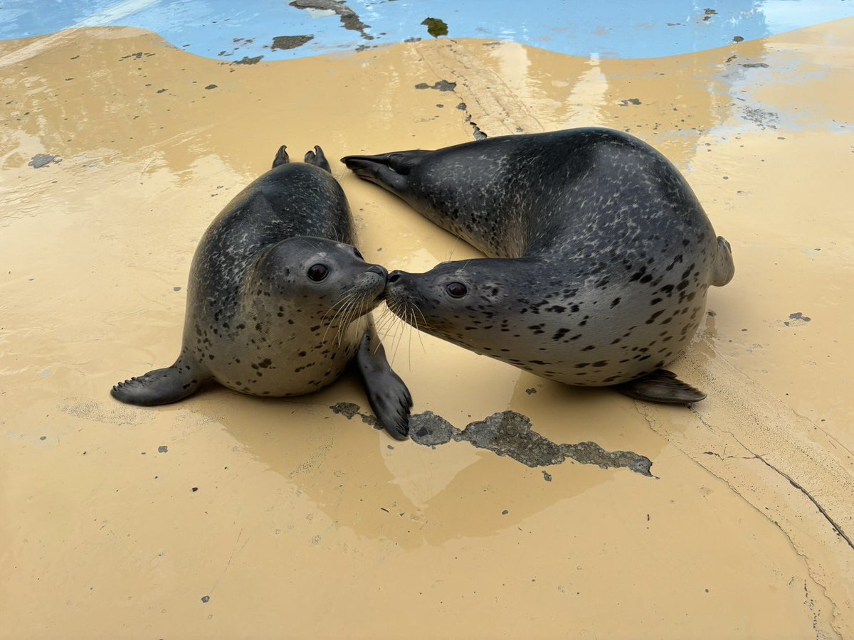 東武動物公園【公式】リュウくん tweet media