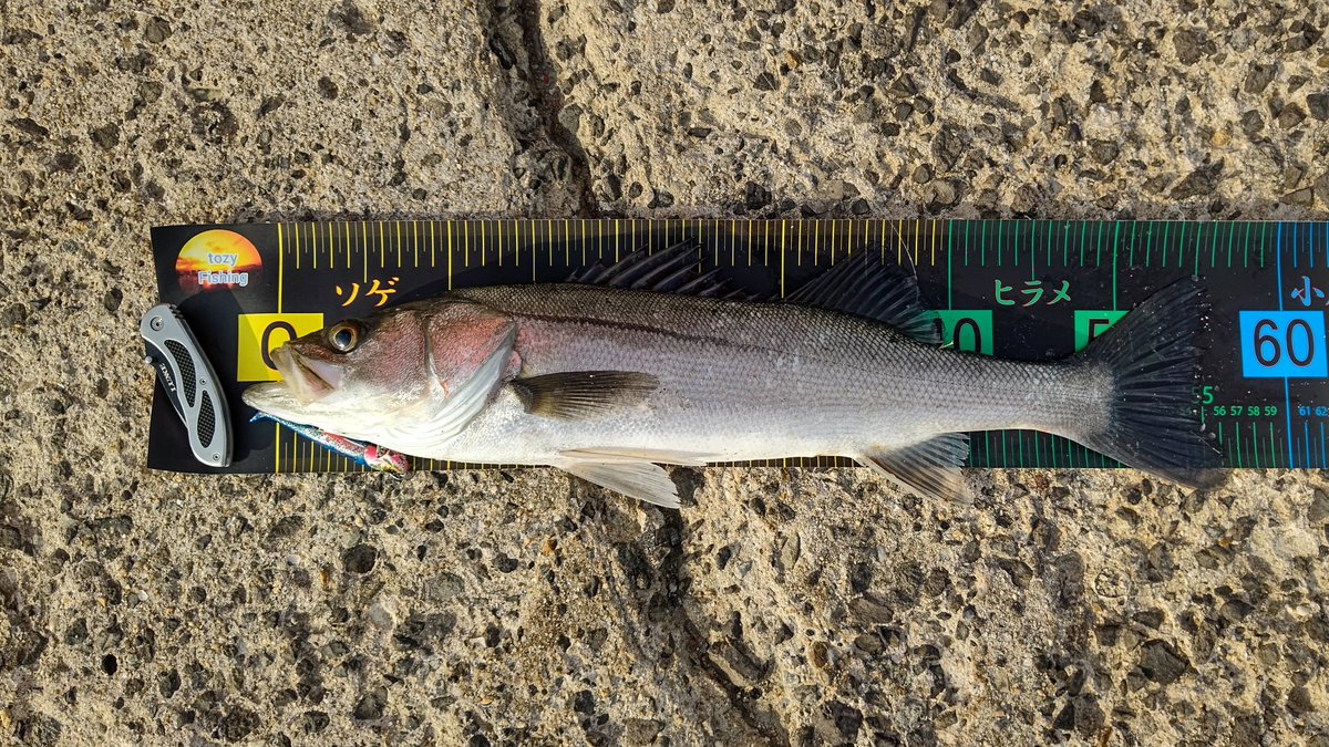 FishingTozy's tweet photo. 今日の釣果❗
朝マズメ‼️
シーバス５６ｃｍでした😄 https://t.co/hEkx1h2ZkG