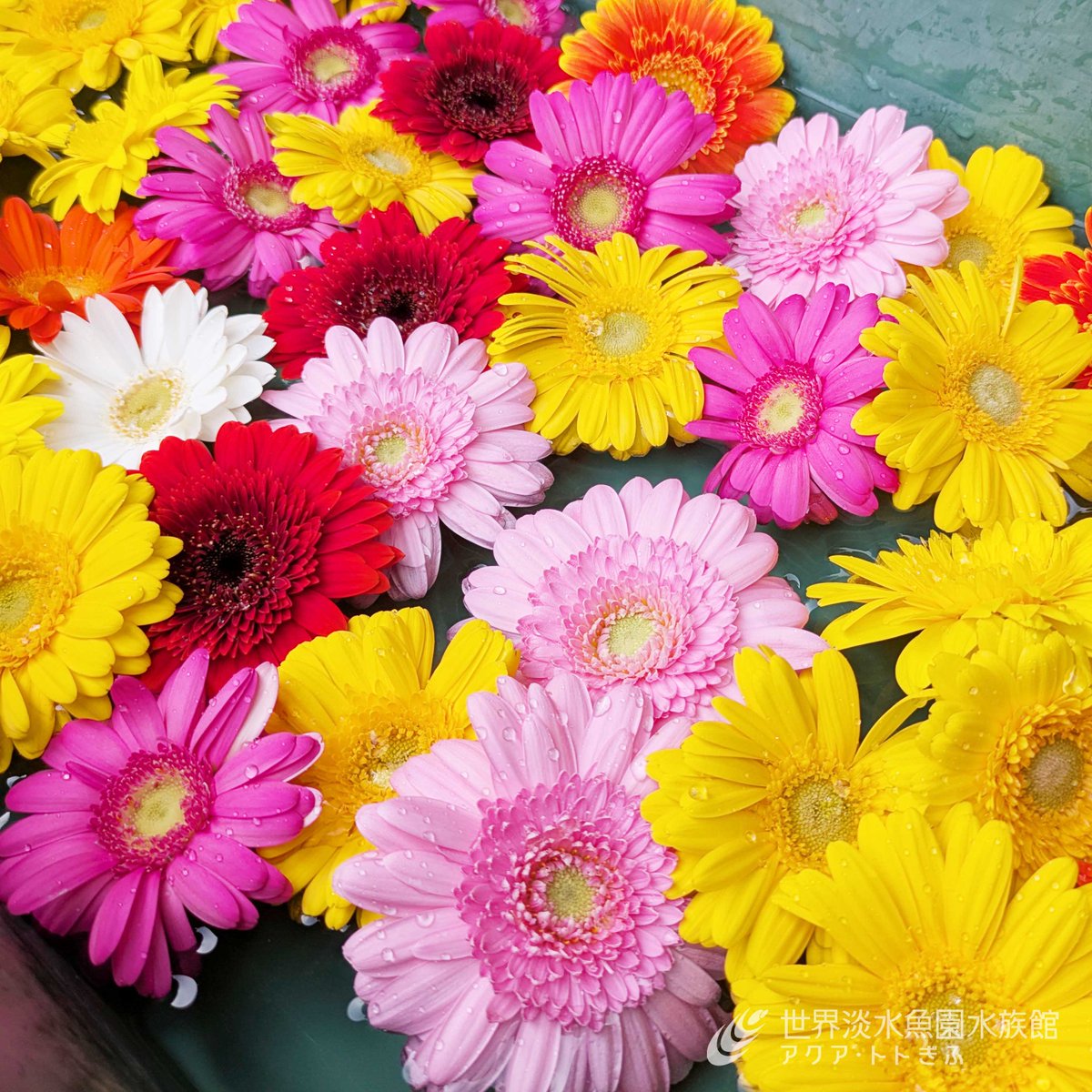 世界淡水魚園水族館　アクア・トト ぎふ tweet media