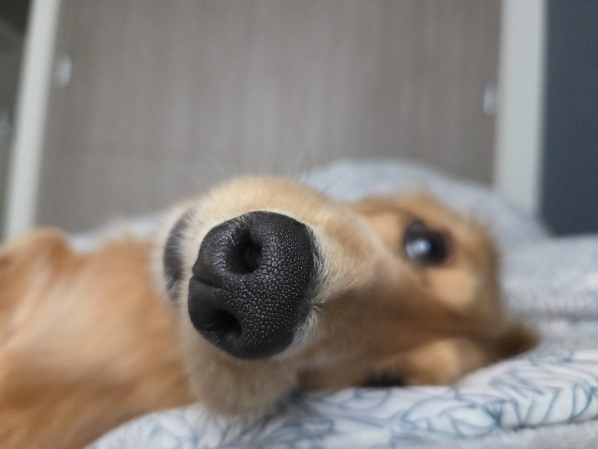 リ～くん歩くよ～…ﾄﾎﾞﾄﾎﾞ tweet media