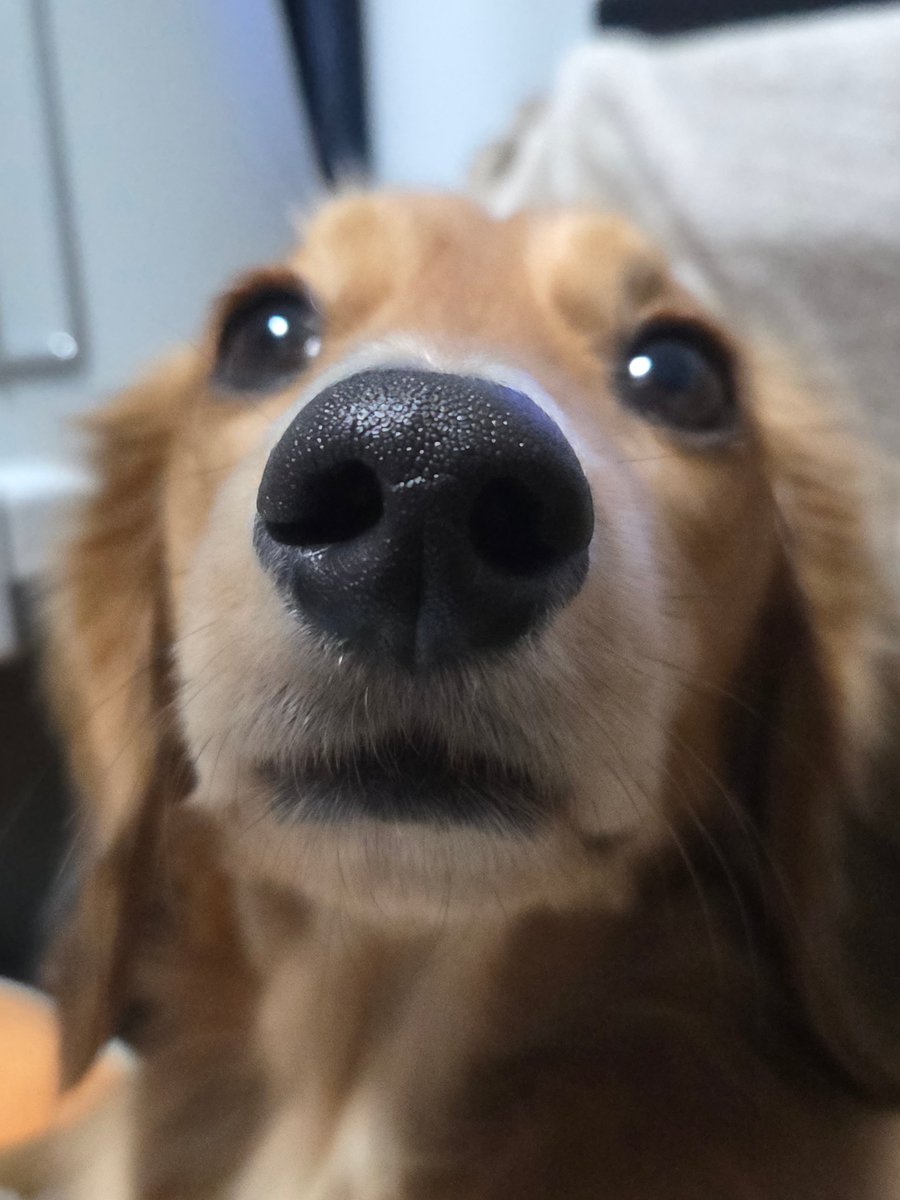 リ～くん歩くよ～…ﾄﾎﾞﾄﾎﾞ tweet media