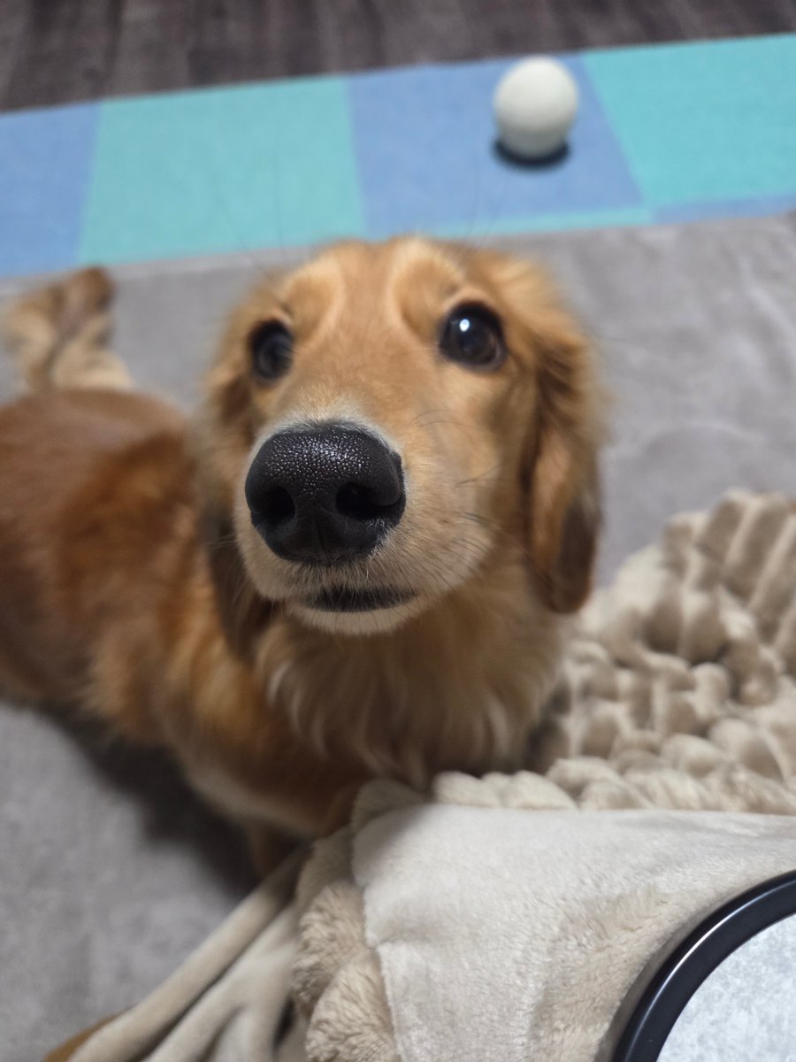 リ～くん歩くよ～…ﾄﾎﾞﾄﾎﾞ tweet media